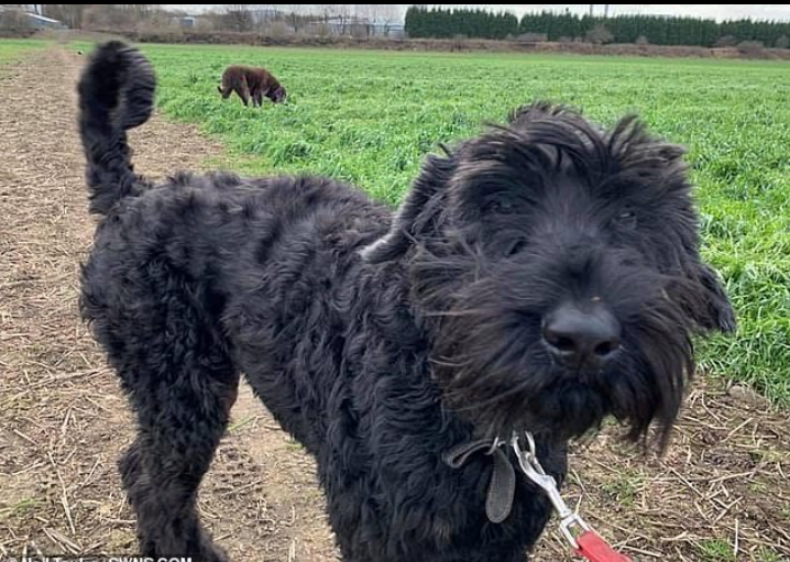 Dog swallows 26 golf balls, rubber gloves and wood leaving owner with a