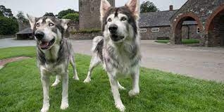 Are the Dire-Wolves in the Game of Throne Played by Huskies?