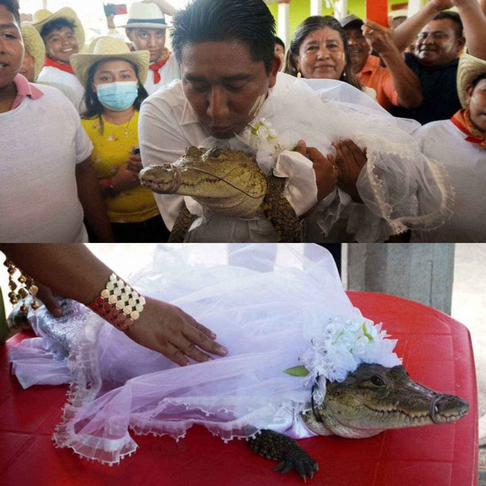 man-marries-alligator-dressed-in-white-955701270.png
