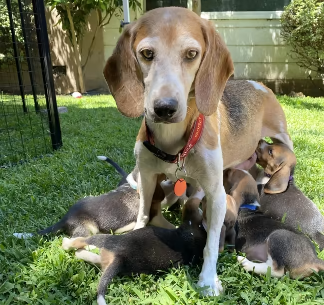Mammia Mia was adopted by the royals