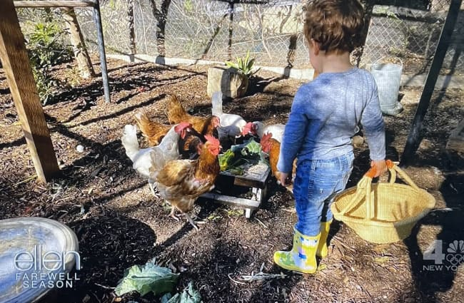 The Sussexes have chickens at their Montecito home