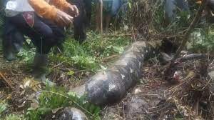 Grandmother Eaten Alive By Python When She Went To Collect Rubber From A Plantation