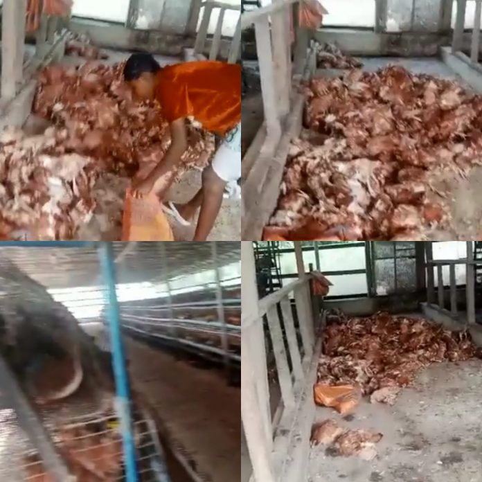 ''My heart is failing me. Totally depressed''- Farmer shows the losses he has incurred after his farm in Bayelsa got ran over by the flood (video)