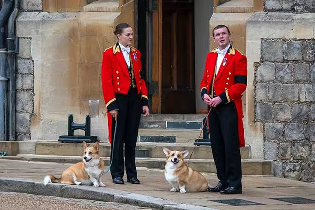 Sarah and Andrew have rehomed Her Majesty's beloved corgis
