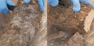Lagos Airport: NDLEA Discovers Illicit Drugs Concealed Inside Tubers Of Yam (Video) Lagos Airport: NDLEA Discovers Illicit Drugs Concealed Inside Tubers Of Yam (Video)