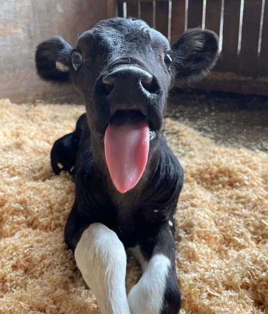 Woman quits job and leaves city life to set up rescue farm for cows named Moo Jackman and Kim Kowdashian (photos)
