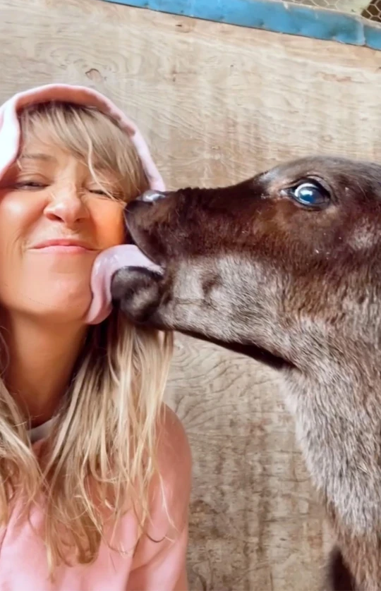 Woman quits job and leaves city life to set up rescue farm for cows named Moo Jackman and Kim Kowdashian (photos)
