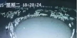 Apocalypse: Mystery as flock of sheep have been walking around in magnificent circles for 12 days straight in China (Video) Apocalypse: Mystery as flock of sheep have been walking around in magnificent circles for 12 days straight in China (Video)