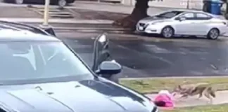 Moment coyote attacks toddler outside her home feet from her horrified father (video) Moment coyote attacks toddler outside her home feet from her horrified father (video)