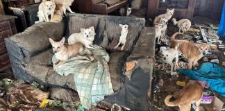 Police discover 76 sick malnourished and dementia suffering dogs living in filthy abandoned home (photos) Police discover 76 sick malnourished and dementia suffering dogs living in filthy abandoned home (photos)