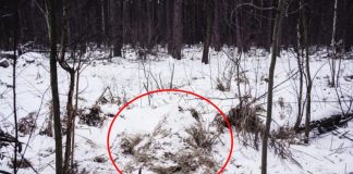 Can You Spot The Cold Killers? Ukrainian Snipers Hide In Plain Sight Can You Spot The Cold Killers? Ukrainian Snipers Hide In Plain Sight