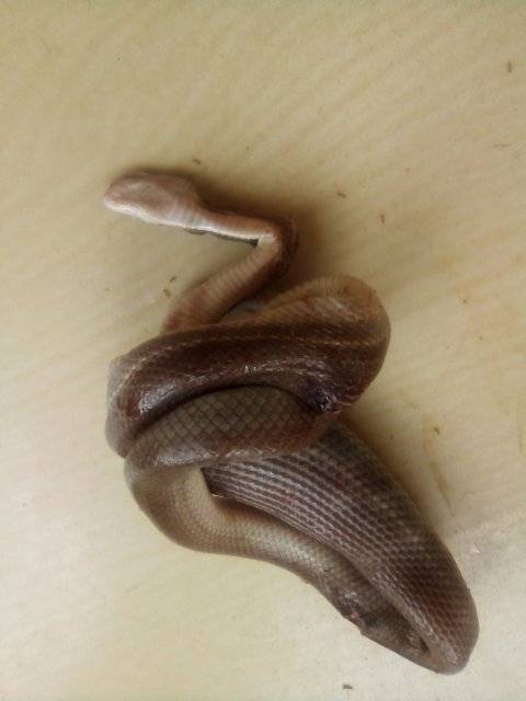 Night horror_ Lady finds two BIG snakes in her bedroom at night 64