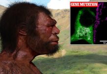 Humans having sex with a now-extinct species 60,000 YEARS ago could be why people suffer from mental health issues, study claims