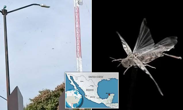 _ 'Apocalyptic' locust swarms fill skies of Mexico LEAVING people fearing Armageddon is near 83838