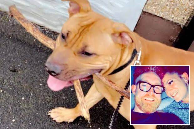 _ Court rules that DOG should be killed after it BIT owner while he was having s3x with girlfriend 0282