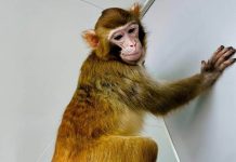 Chinese scientists successfully CLONE a rhesus monkey for the first time
