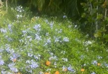 Carrie Johnson’s Lavish Family Garden Has A Secret Royal Detail Carrie Johnson's Lavish Family Garden Has A Secret Royal Detail