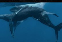 2 male humpback whales CAUGHT HAVING sex, first ones caught on camera