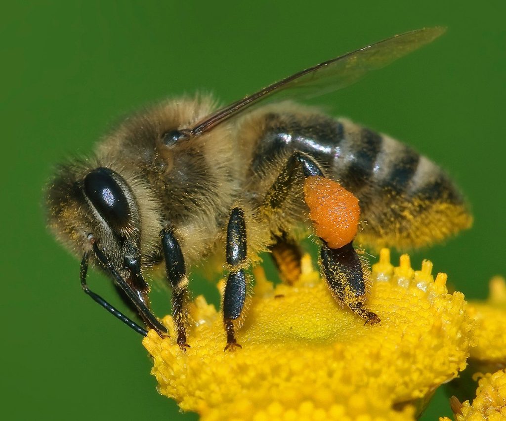Beyond Adorable: The Top 15 Animal Einsteins Who Will Blow Your Mind