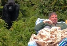 Elderly man fulfills his long DREAM of ‘coming face-to-face’ with a wild gorilla as he was stretchered into jungle