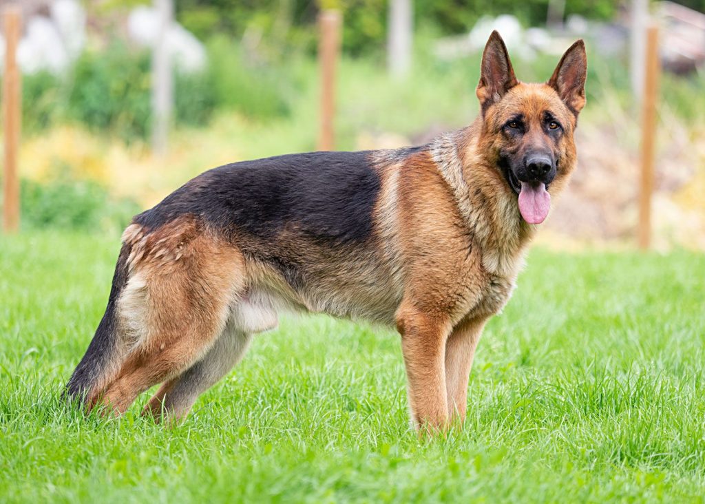 Beyond Adorable: The Top 15 Animal Einsteins Who Will Blow Your Mind