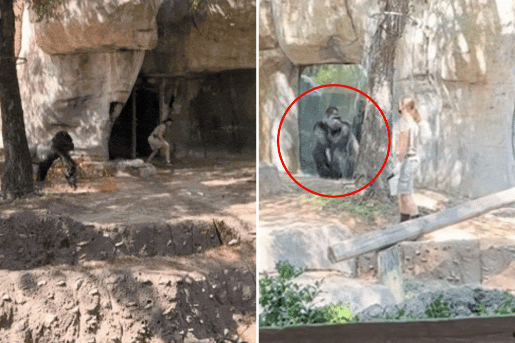 Gorilla charges at zookeeper and gets in terrifying STANDOFF