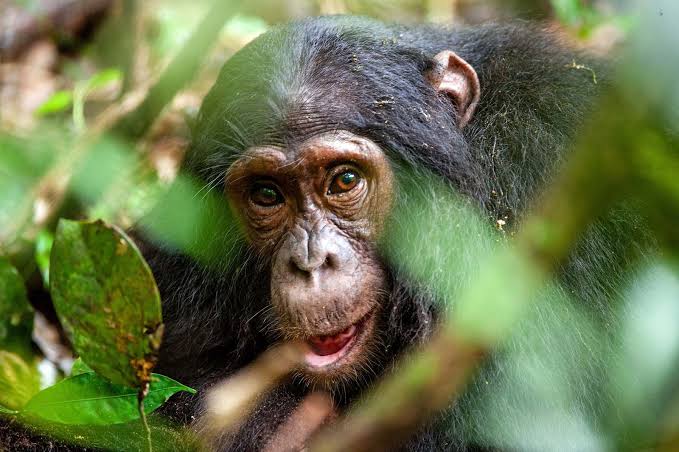 Beyond Adorable: The Top 15 Animal Einsteins Who Will Blow Your Mind