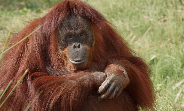 Beyond Adorable: The Top 15 Animal Einsteins Who Will Blow Your Mind