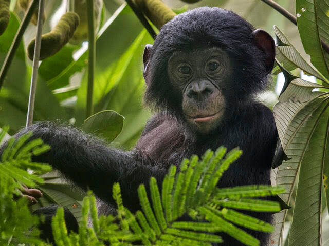 Beyond Adorable: The Top 15 Animal Einsteins Who Will Blow Your Mind