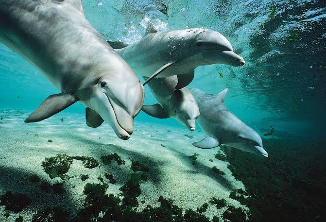 Beyond Adorable: The Top 15 Animal Einsteins Who Will Blow Your Mind