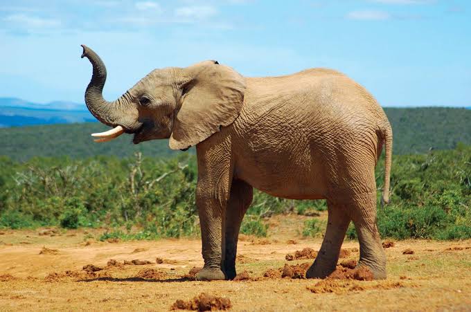 Beyond Adorable: The Top 15 Animal Einsteins Who Will Blow Your Mind