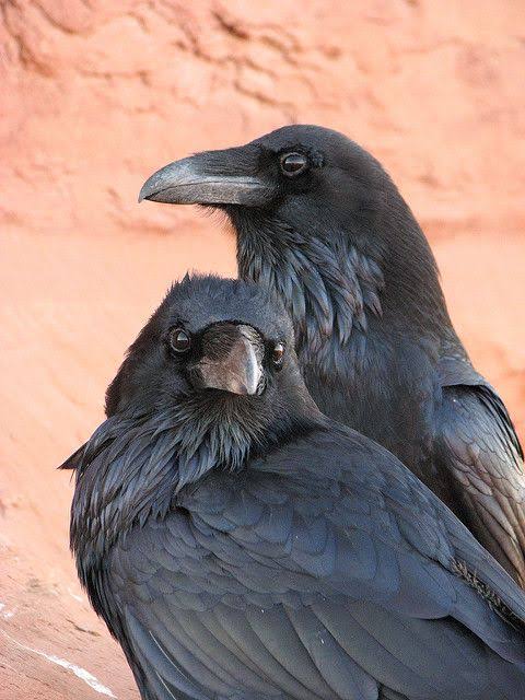 Beyond Adorable: The Top 15 Animal Einsteins Who Will Blow Your Mind