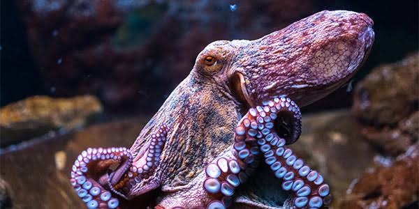 Beyond Adorable: The Top 15 Animal Einsteins Who Will Blow Your Mind