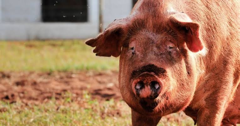 Beyond Adorable: The Top 15 Animal Einsteins Who Will Blow Your Mind