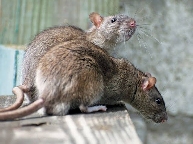 Beyond Adorable: The Top 15 Animal Einsteins Who Will Blow Your Mind