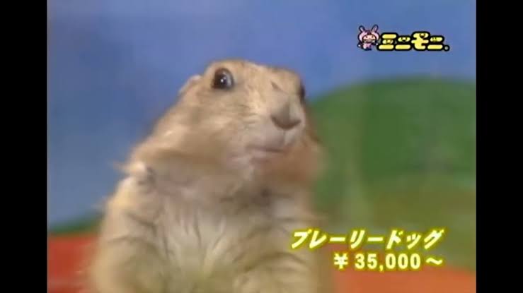 Bamboozled by the Web: 10 Viral Videos That Totally Fooled You