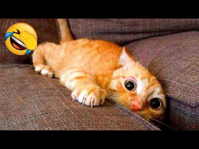Bamboozled by the Web: 10 Viral Videos That Totally Fooled You