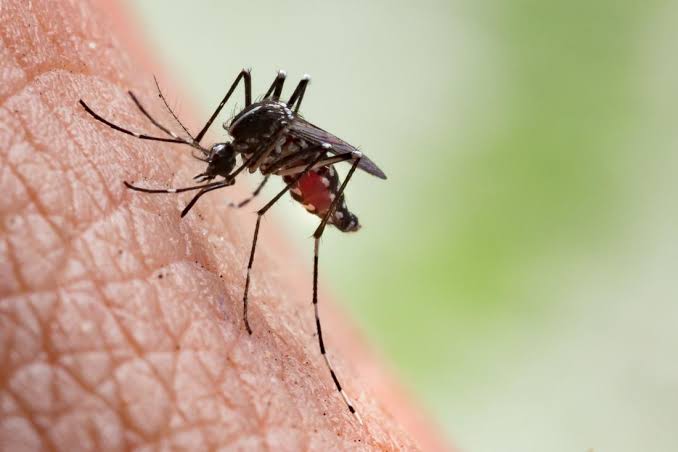 Buggin' Out: 10 Annoying Insect Invaders that will make you scream