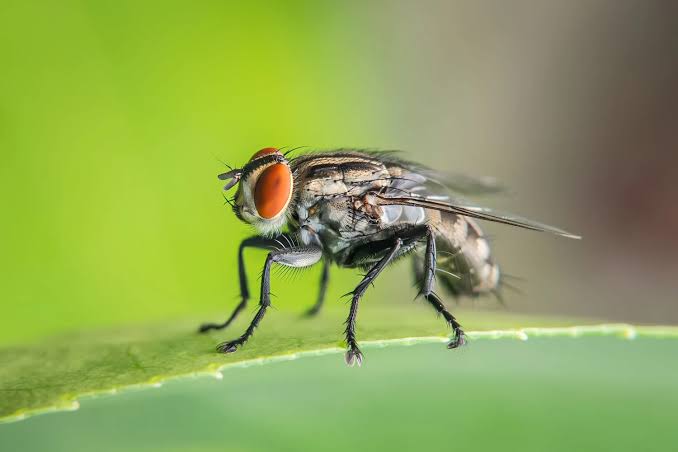 Buggin' Out: 10 Annoying Insect Invaders that will make you scream