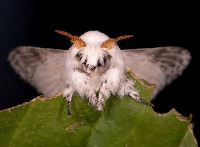 Buggin' Out: 10 Annoying Insect Invaders that will make you scream