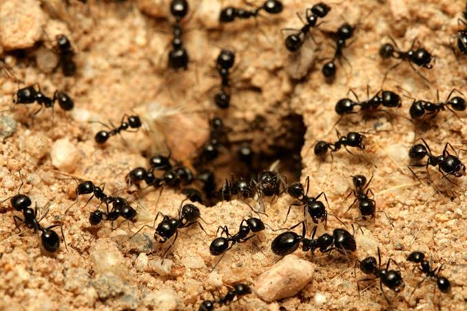 Buggin' Out: 10 Annoying Insect Invaders that will make you scream
