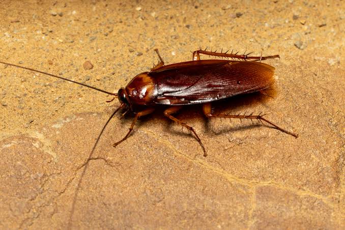 Buggin' Out: 10 Annoying Insect Invaders that will make you scream