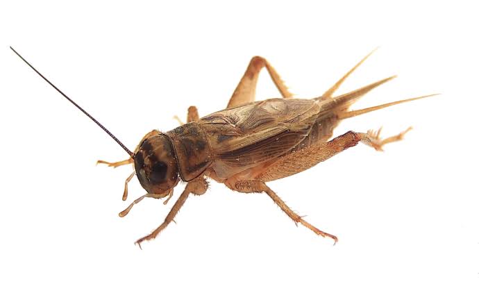 Buggin' Out: 10 Annoying Insect Invaders that will make you scream