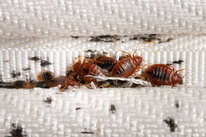 Buggin' Out: 10 Annoying Insect Invaders that will make you scream