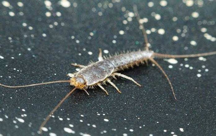 Buggin' Out: 10 Annoying Insect Invaders that will make you scream
