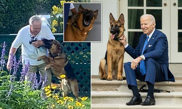 Biden 'repeatedly' watched his dog ATTACK Secret Service – staffs are wishing each other ‘safe shift’ 525225