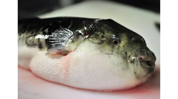 Danger on Your Plate: The 13 Foods That Could Literally Kill You