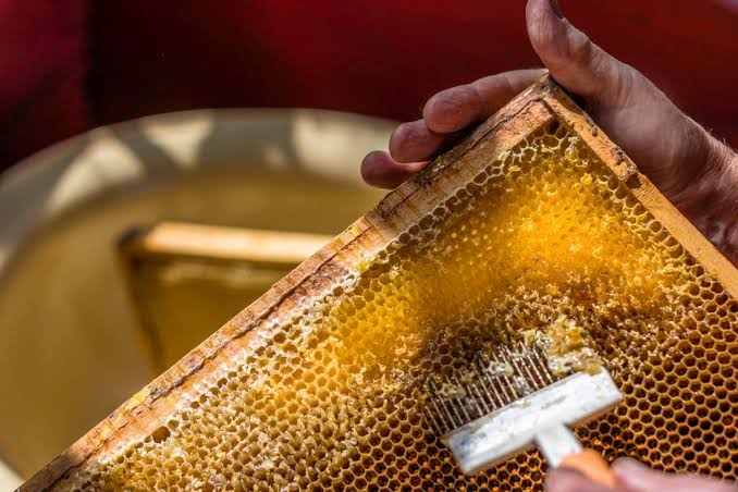 Danger on Your Plate: The 13 Foods That Could Literally Kill You