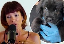 Lily Allen is slammed an ‘awful person’ after she got RID of her dog when it ate her family’s passports