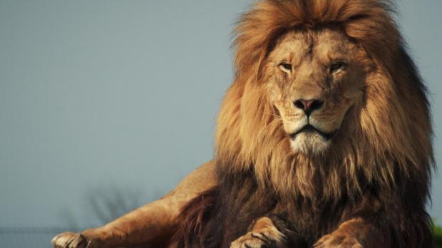 13 Lion mauls handler to d@ath in Obasanjo library zoo